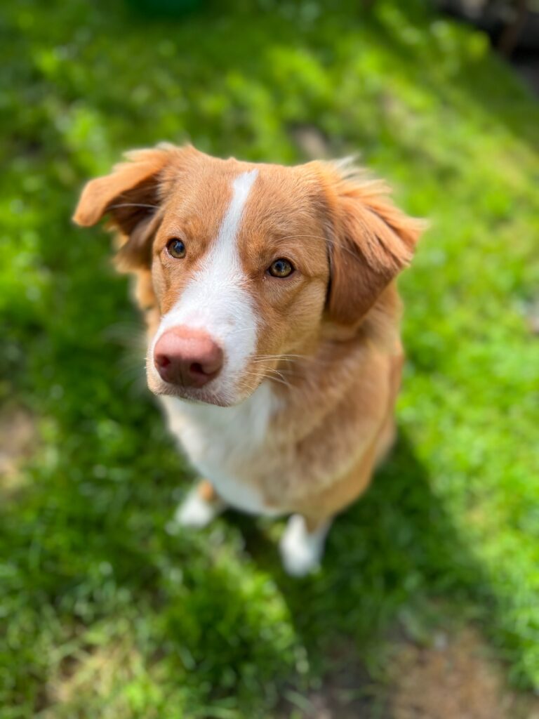 Picture of a dog in portrait mode